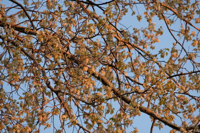 Low angle view of flowering tree against sky