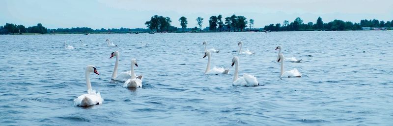 Swans swimming in lake against sky