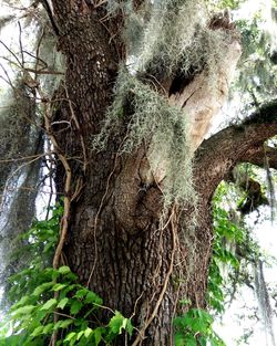 Low angle view of tree in forest