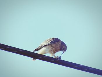 Low angle view of birds perching on wall