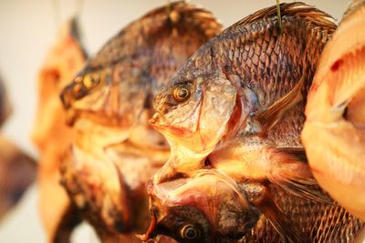 The golden dried fishes