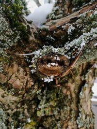 Close-up of lizard on tree trunk