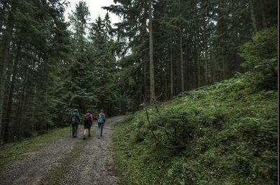 Rear view of female friends hiking in forest