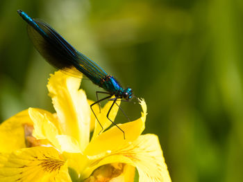 Close-up of insect damselfly on yellow iris flower