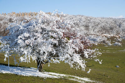 View of cherry blossom tree on field