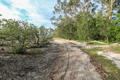 Dirt road along plants and trees against sky