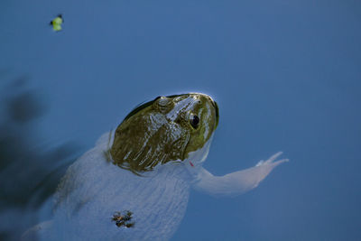 Close-up of turtle swimming in sea