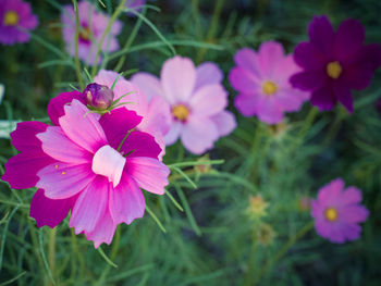 Close-up of pink flowering plant in park