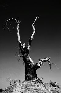 Low angle view of bare tree against sky