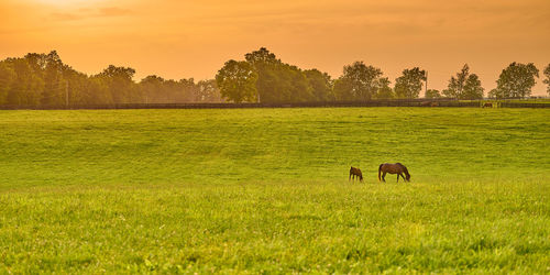 Horses in a field