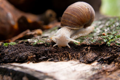 Close-up of snail on land