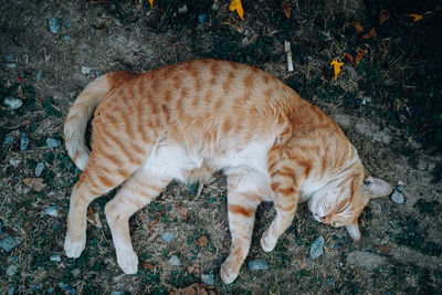 High angle view of a cat on field