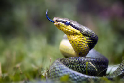 Gonyosoma oxycephala, javanese green snake - amazing animal reptile photo series