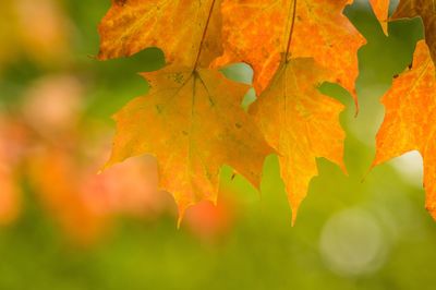 Close-up of yellow maple leaves on tree