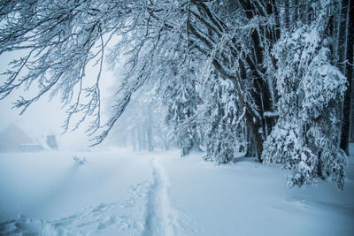 Road passing through forest