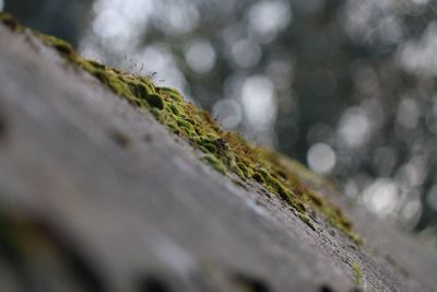 Close-up of moss