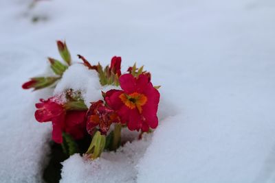 Close-up of snow on plant against sky