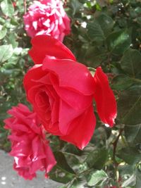 Close-up of red flowers