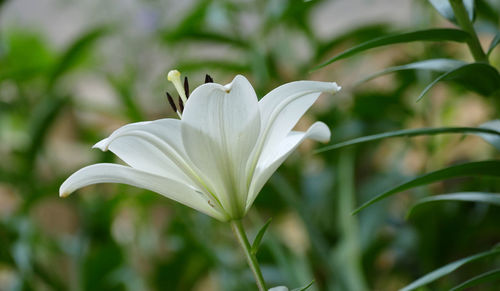 Close-up of white flowering plant