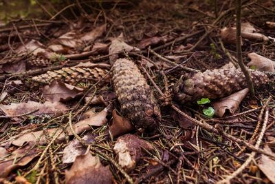 High angle view of twigs on field