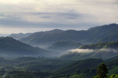 Scenic view of forest against sky