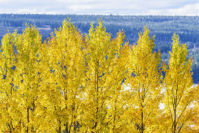 Yellow flowers growing in forest