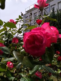 Close-up of pink roses