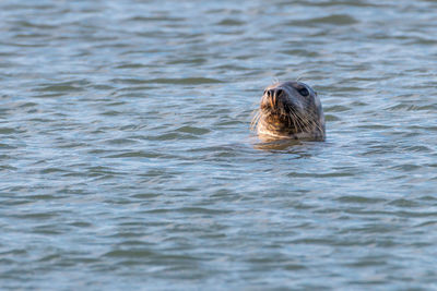 Duck swimming in sea