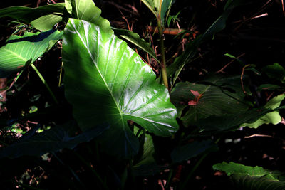 High angle view of fresh green leaves on plant