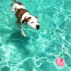 High angle view of dog swimming in pool