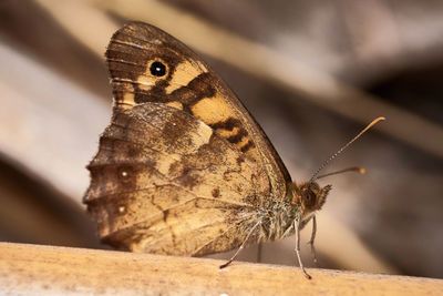 Close-up of butterfly