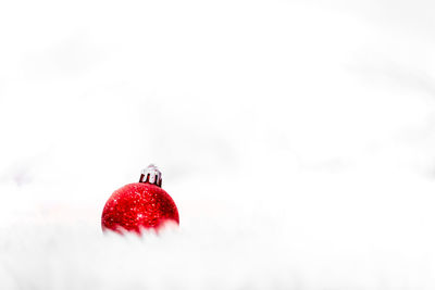 Close-up of red berries against white background