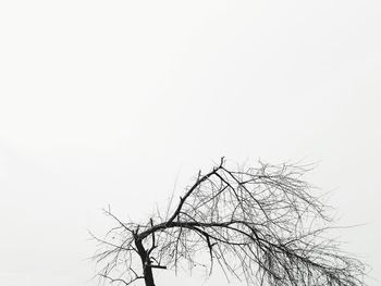 Low angle view of silhouette bare tree against clear sky