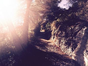 Sun shining through trees