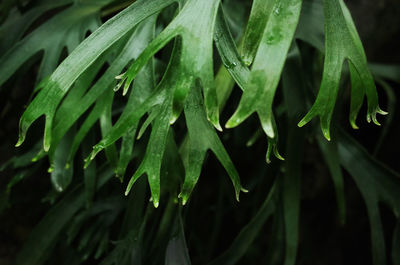 Close-up of plants