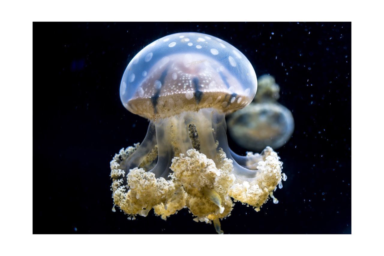 CLOSE-UP OF JELLYFISH AGAINST SEA