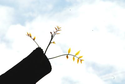 Low angle view of flowering plant against sky