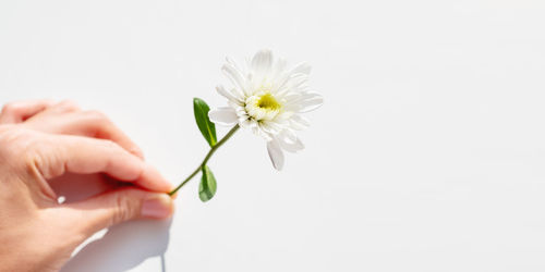 Cropped hand of woman holding flower against white background