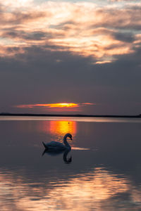 Silhouette birds on sea against sky during sunset