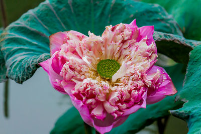 Close-up of pink rose flower