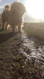 Dog in sunlight