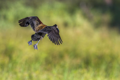 Bird flying