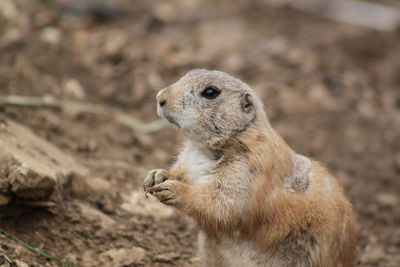 Close-up of prairie dog on field