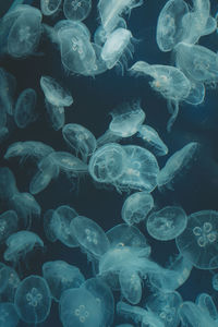 Close-up of jellyfish swimming in sea