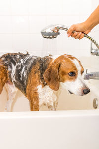 View of horse in bathroom