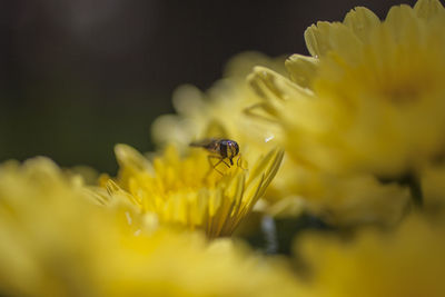 Close-up of insect pollinating on yellow flower