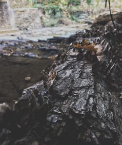 Close-up of insect on tree
