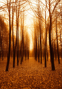 Bare trees in forest during autumn