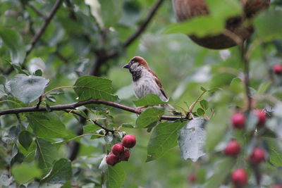 Close-up of bird perching on fruit tree