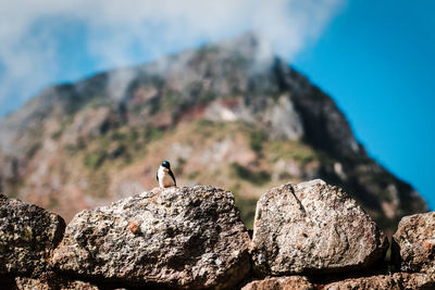 Bird on stone in machu picchu